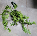 6" Cactus Orchid Shark's Tooth HB